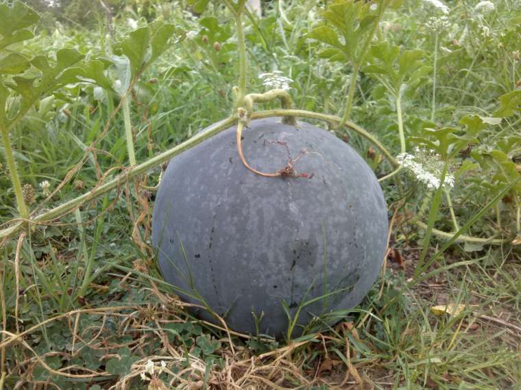 Doğada yetişen yabani gri karpuz