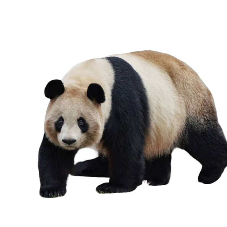 panda