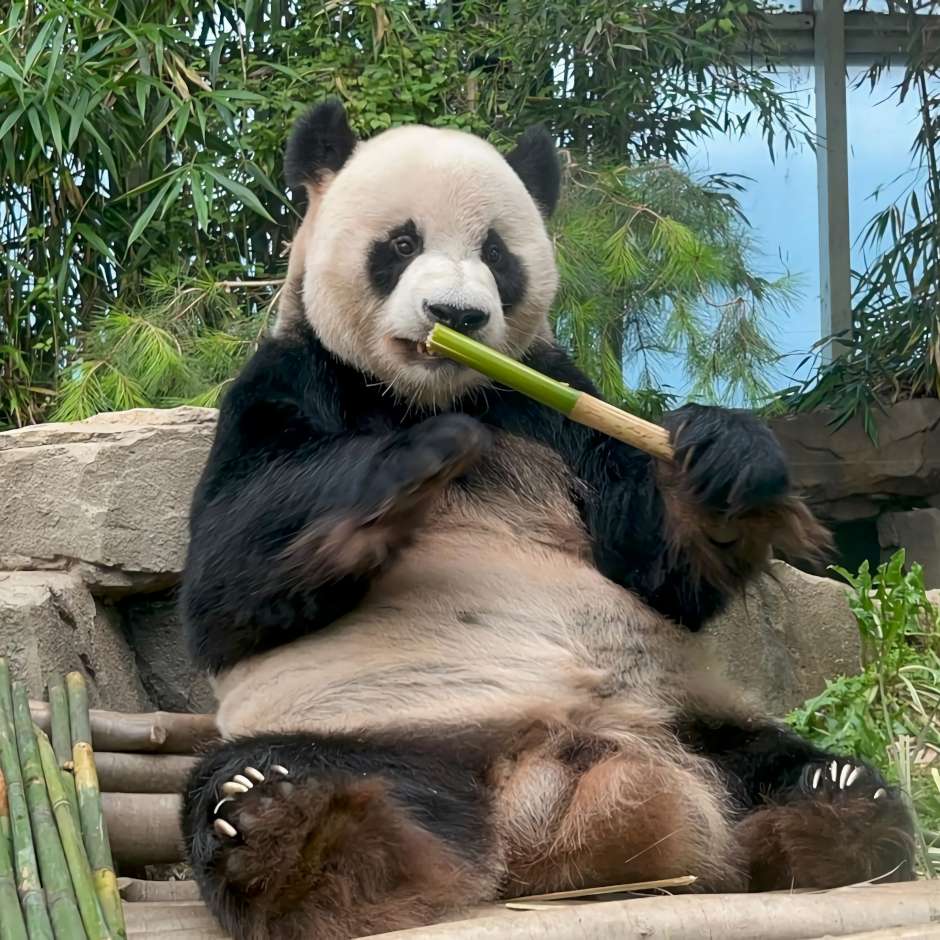 Bambu yiyen panda resimleri